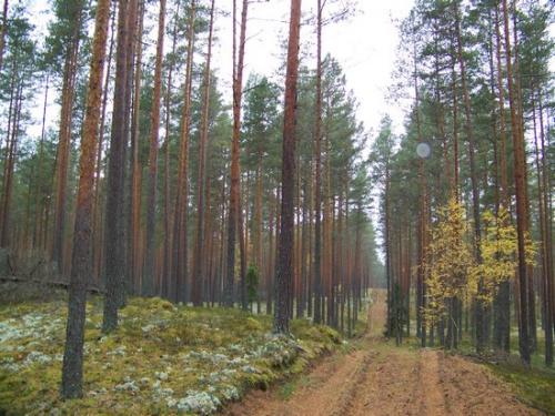 Moosiger Wald (100_0473.JPG) wird geladen. Eindrucksvolle Fotos aus Lettland erwarten Sie.